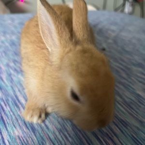 Meet your Posher, Georgia